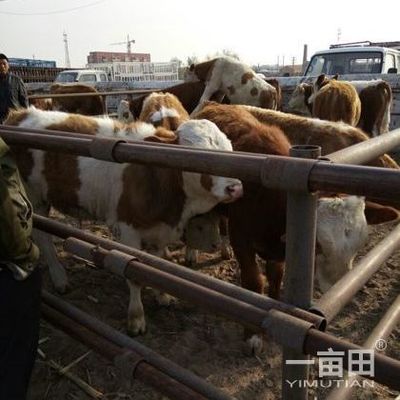 肉牛吉林四平市双辽市_批发_供应-一亩田农业网_专业的农产品信息商务平台