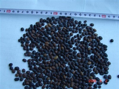 【双辽市罗汉松种子价格】价格,厂家,花卉种子、种苗-搜了网