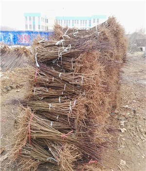 新闻:双辽布朗李子苗预订从速--雨田园艺场