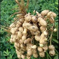 双辽市泰丰花生贸易 优质鲜花生供应商